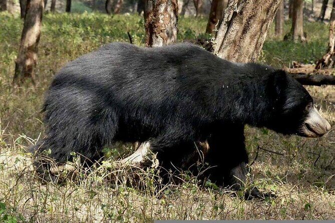 Day Trip from Jaipur to Ranthambore with Tiger Safari - FAQs