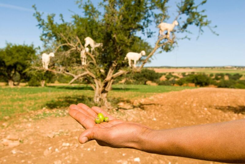 Day Trip From Marrakech To Essaouira - The Journey Begins: Marrakech to Essaouira