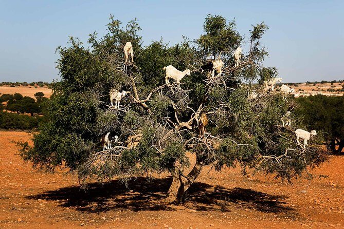 Day trip from marrakech to Essaouira Medina and Argan Factory - The Journey from Marrakech to Essaouira