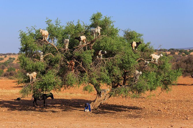 Day trip from marrakech to Essaouira Medina and Argan Factory - Final Thoughts