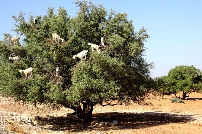 Day trip from marrakech to Essaouira Medina and Argan Factory - FAQs