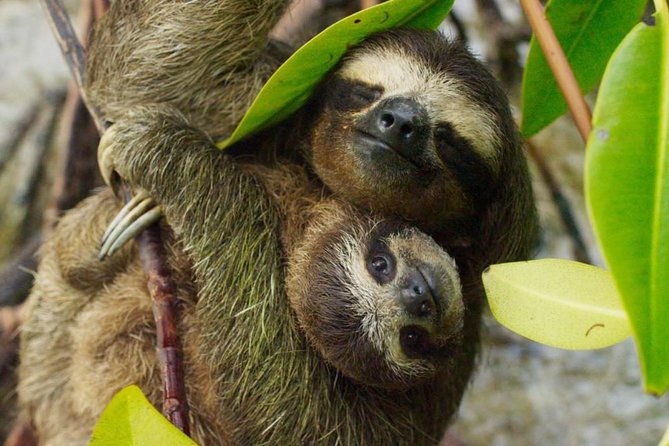 day-trip-from-san-jose-to-sloths-other-wildlife-rescue-center