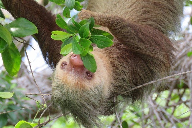 day-trip-from-san-jose-to-sloths-other-wildlife-rescue-center