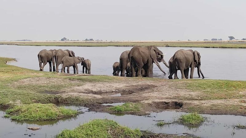 Day Trip from Victoria Falls: Chobe NP Land and River Safari - Key Points