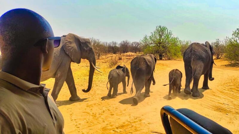 Day Trip from Victoria Falls: Chobe NP Land and River Safari - Exploring the Full-Day Safari: What to Expect