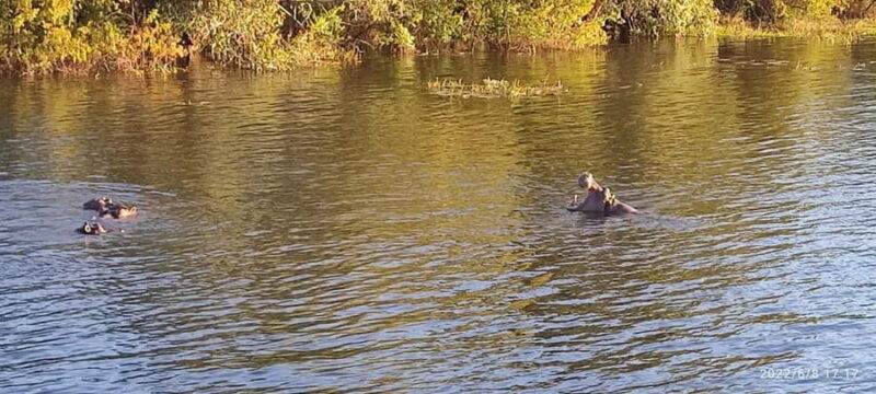 Day Trip from Victoria Falls: Chobe NP Land and River Safari - Who Will Love This Tour?