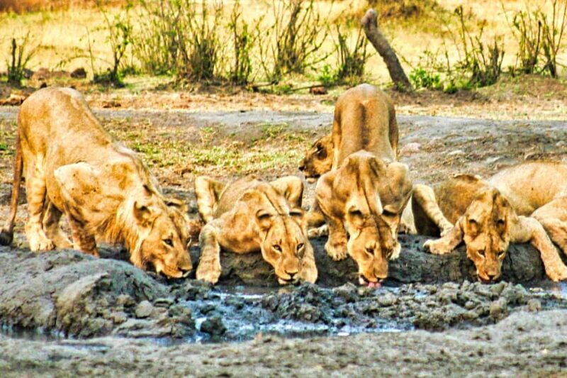 Day Trip from Victoria Falls: Chobe NP Land and River Safari - FAQs