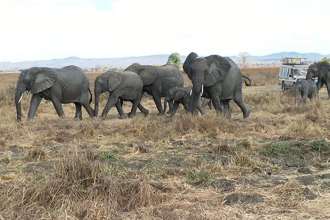 Day Trip From Zanzibar To Mikumi - Discovering Mikumi National Park