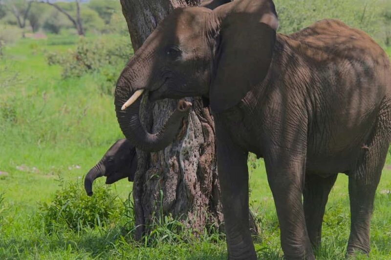 Day trip from Zanzibar to Mikumi National Park by flight - The Game Drive Experience