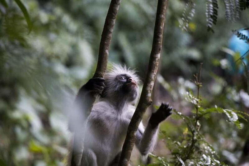Day trip from Zanzibar to Nyerere National Park by flight - Wildlife Encounters and Viewing Opportunities