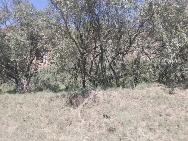 Day Trip: Hells Gate and optional Boat Ride at Lake Naivasha - The Sum Up