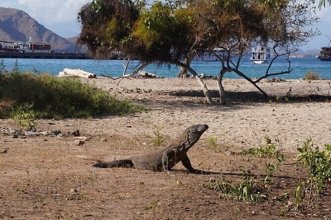 Day Trip Komodo Island With Speedboat in Labuhan Bajo - The Value of This Tour