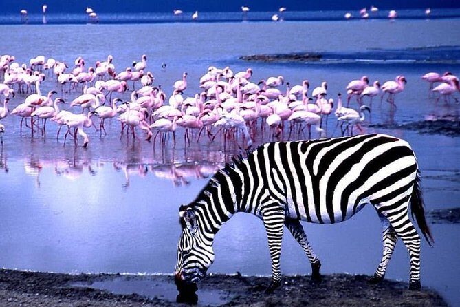 day trip lake manyara - Practical Details and Tips