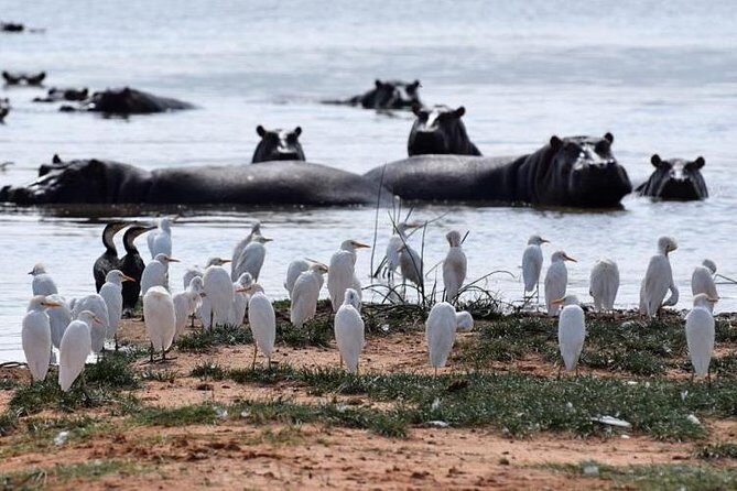 Day Trip - Lake Naivasha & Hell's Gate National Park From Nairobi - The Value of a $53 Price Tag