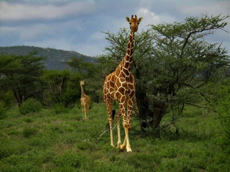 Day Trip: Mount Longonot Hike and Lake Naivasha Boat Ride - Key Points