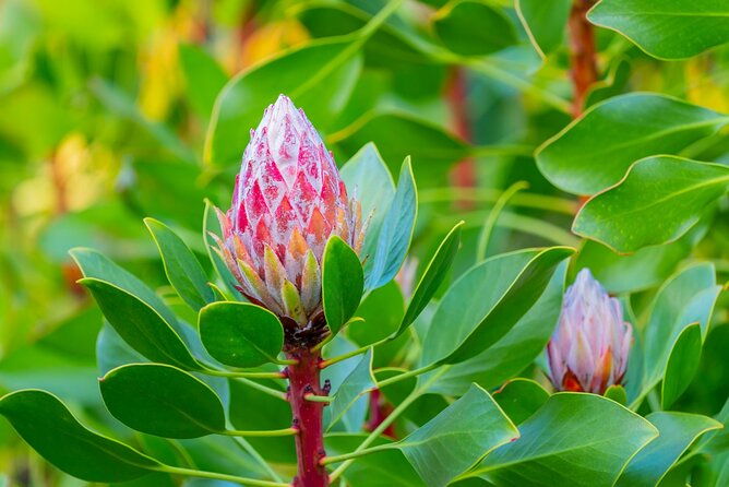 day-trip-oahu-to-maui-sips-sites-and-bites