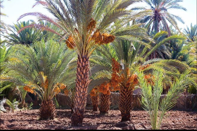 Day trip Ouarzazate Zagora - A Closer Look at the Itinerary and What to Expect