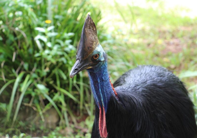 Day Trip: Rainforest & Aboriginal Culture Tour - Key Points