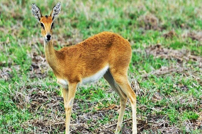 Day Trip Safari - Akagera National Park with Optional Lake Ihema Boat Safari - An In-Depth Look at the Tour Experience
