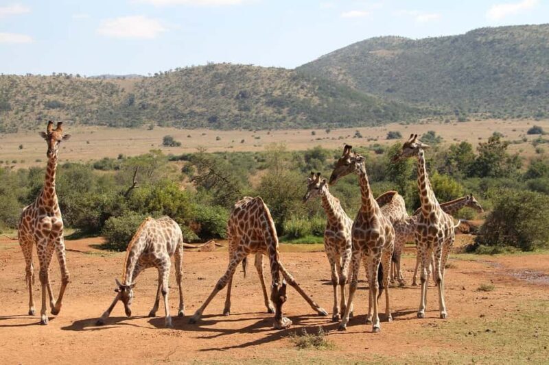 Day Trip Safari by Flight From Zanzibar - Transportation & Group Dynamics
