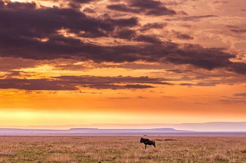 Day Trip Safari by Flight From Zanzibar - Practical Tips for Travelers