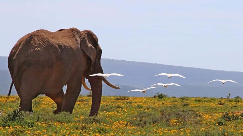 Day Trip Safari by Flight From Zanzibar - The Sum Up