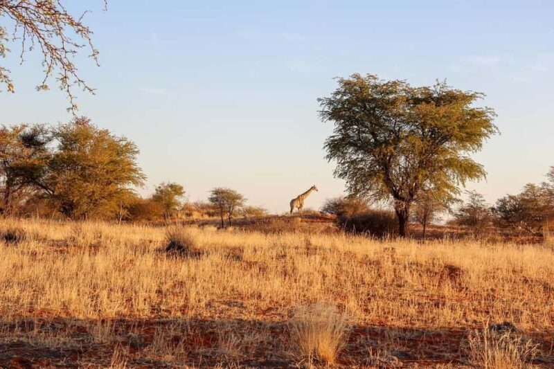 Day Trip Safari by Flight From Zanzibar - FAQs