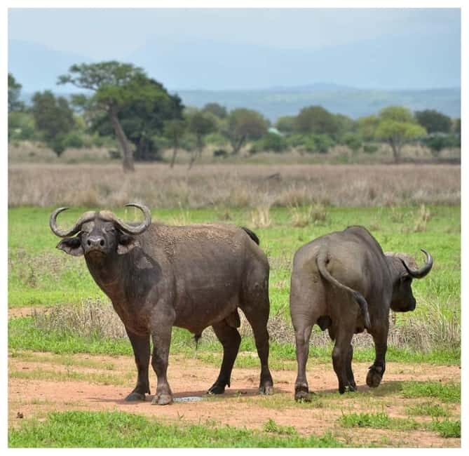 Day Trip Safari from zanzibar to mikumi using ferry and car - FAQs