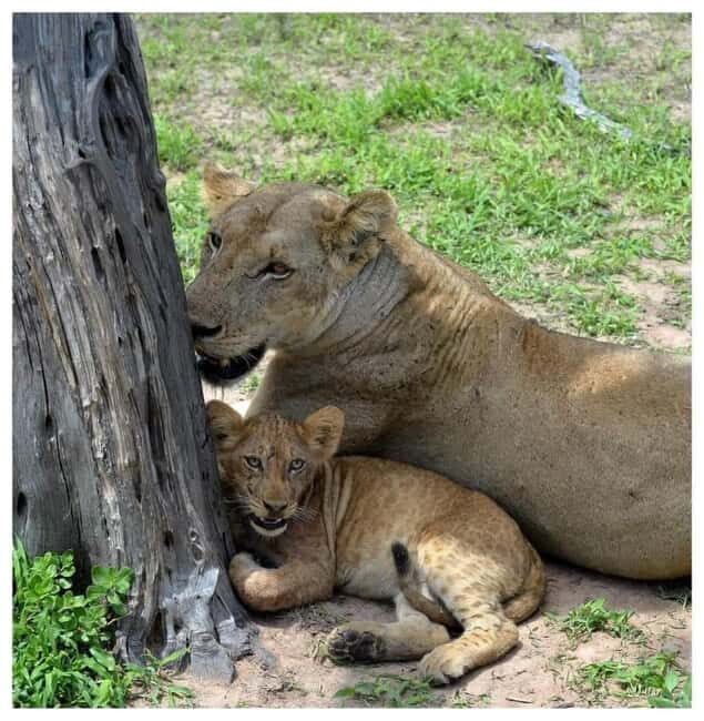 Day Trip Safari from zanzibar to mikumi using ferry and SGR - Introduction to the Trip