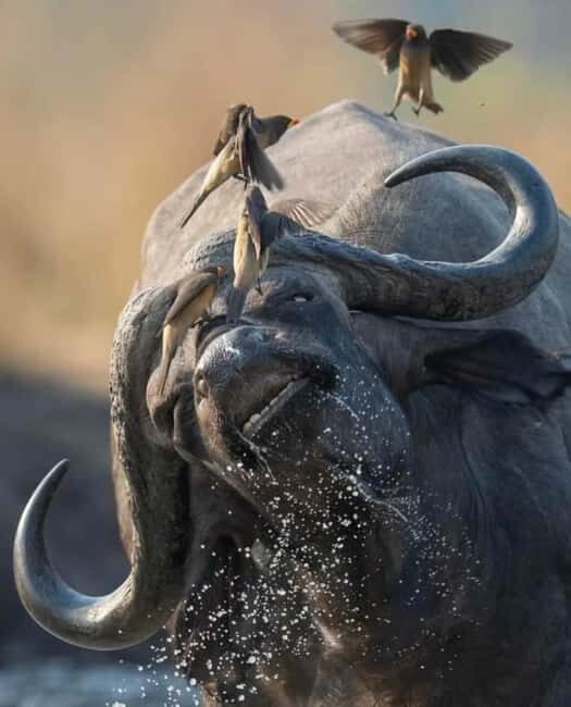 Day Trip Safari from zanzibar to mikumi using ferry and SGR - What’s Included and What to Consider