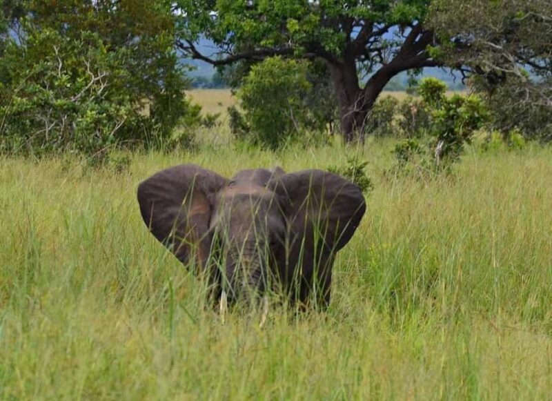 Day Trip Safari from zanzibar to mikumi using ferry and SGR - Authentic Experiences and Traveler Insights