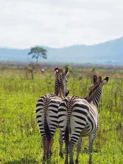 Day Trip Safari from zanzibar to mikumi using ferry and SGR - Why This Tour Works for You