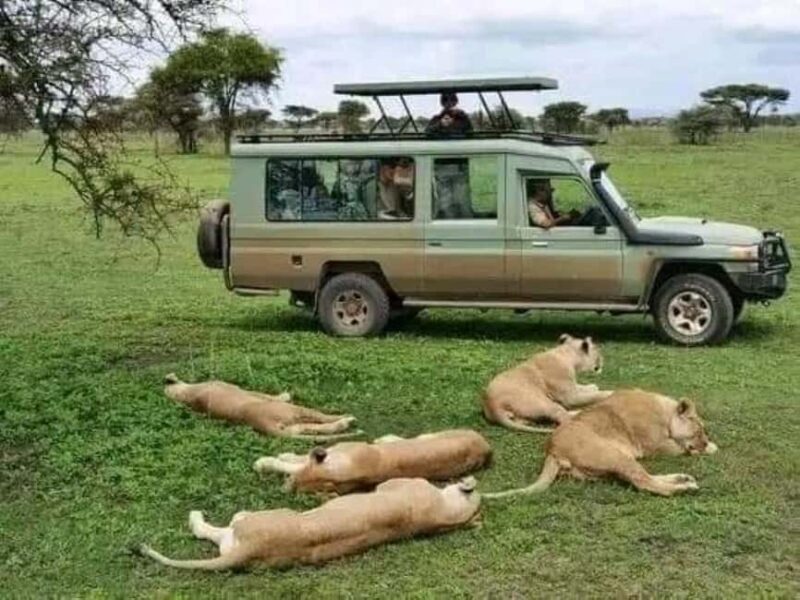 Day Trip Safari from zanzibar to mikumi using ferry and SGR - Concluding Thoughts