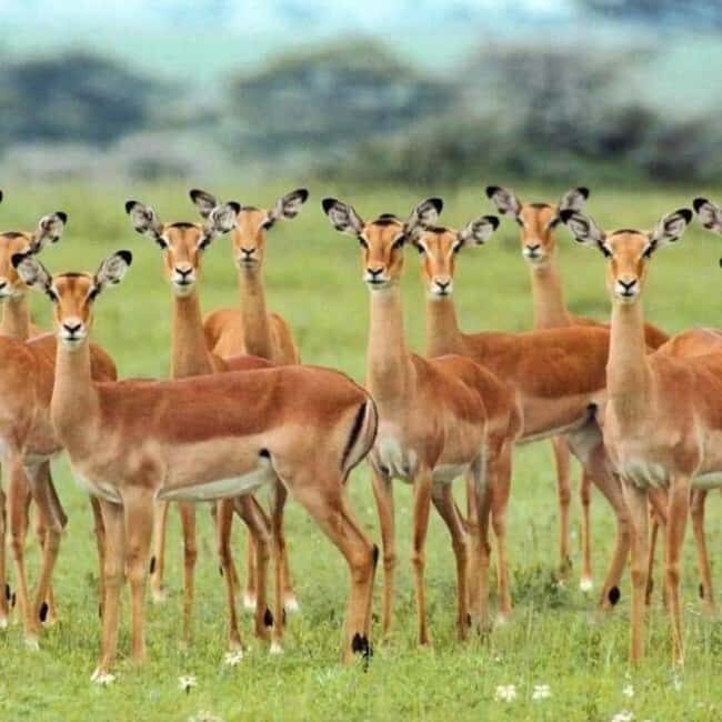 Day Trip Safari from zanzibar to mikumi using ferry and SGR - FAQ