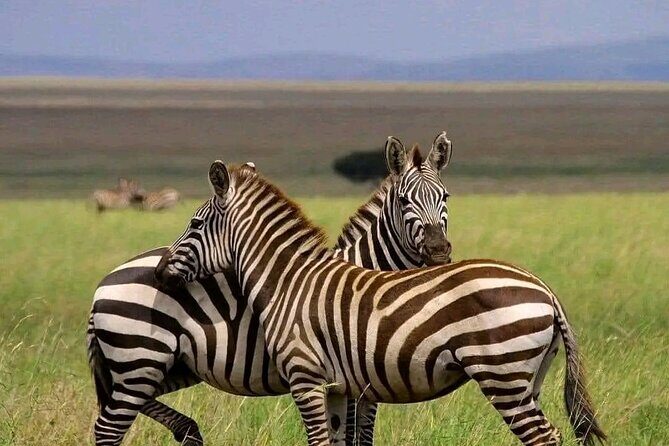 Day Trip Safari to Mikumi National Park - Key Points