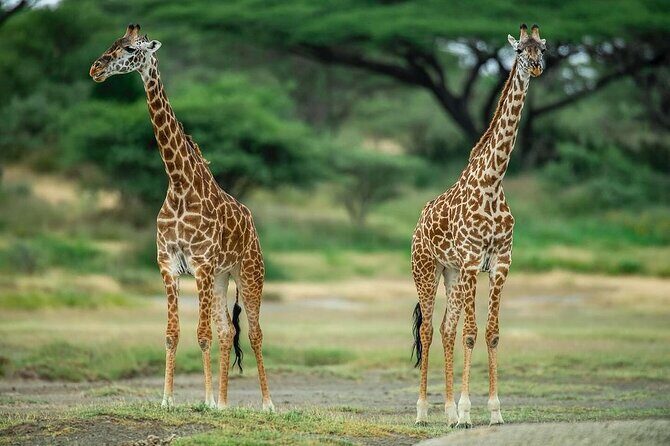 Day trip Safari to Mikumi National Park - Exploring the Tour in Detail