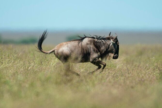 Day trip Safari to Mikumi National Park - Final Thoughts