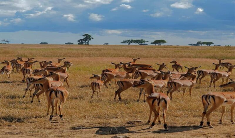 Day Trip Safari to Mikumi National. - Key Points