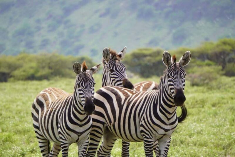 Day Trip Safari to Mikumi National. - Conservation and Education