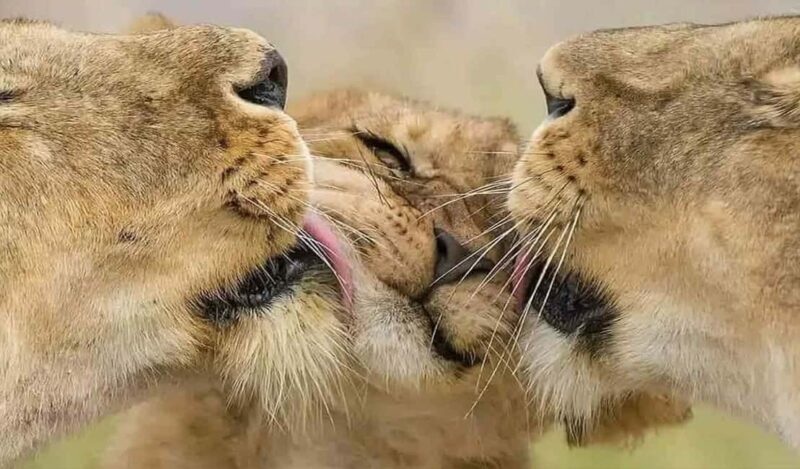 Day Trip Safari to Mikumi National. - Value and Pricing