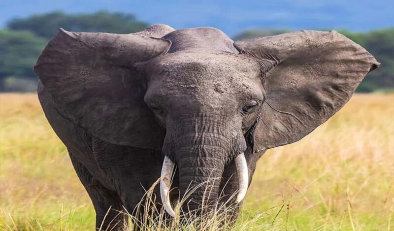 Day Trip Safari to Mikumi National. - Final thoughts