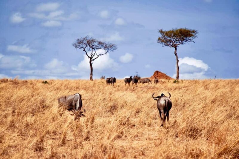 Day trip safari to Ngorongoro Crater - Key Points
