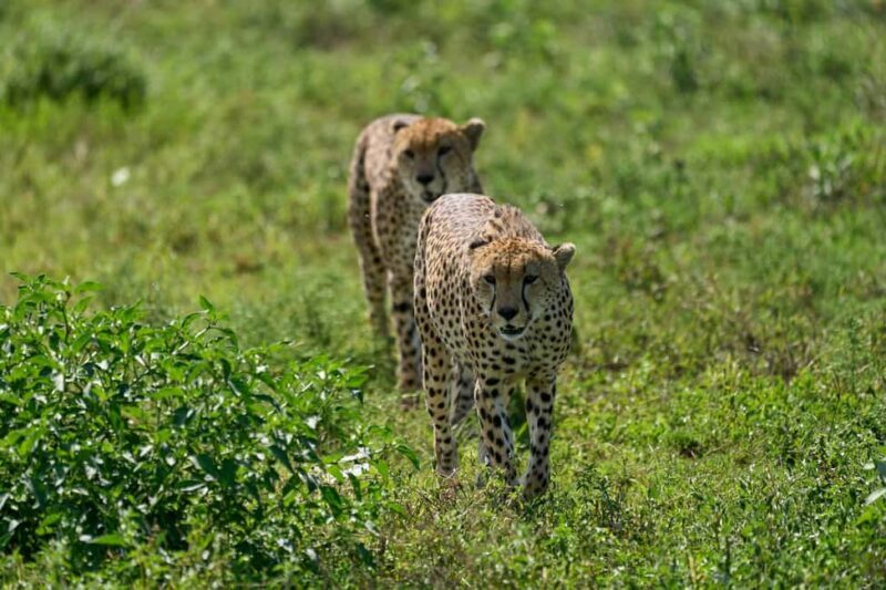 Day trip safari to Ngorongoro Crater - An In-Depth Look at the Ngorongoro Crater Day Trip