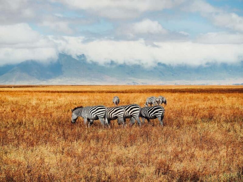 Day trip safari to Ngorongoro Crater - FAQ
