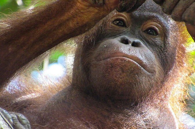 Day Trip Sepilok Orang-utan And City Tour (Flight Excluded) - FAQs