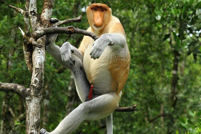 Day Trip Sepilok Orang Utan & Proboscis Monkey (Flight Excluded) - Key Points