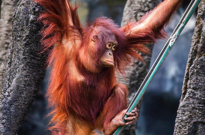 Day Trip Sepilok Orang Utan & Proboscis Monkey (Flight Excluded) - The Value of the Experience