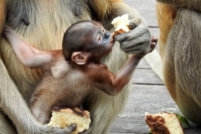 Day Trip Sepilok Orang Utan & Proboscis Monkey (Flight Excluded) - Authentic Experiences and Insights from Reviewers