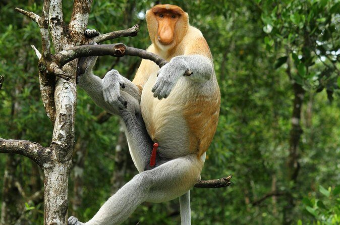 Day Trip Sepilok Orang Utan & Proboscis Monkey (Flight Excluded) - Who Should Consider This Tour?
