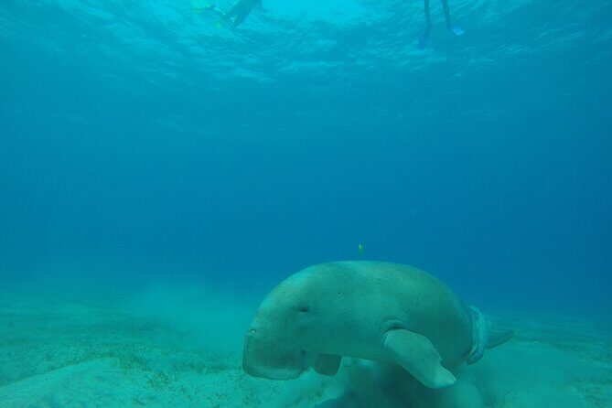 Day trip Snorkel or Dive with Dugong and Turtles - Key Points  